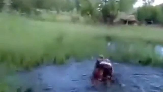 Тарзанка, Акелла промахнулся Приколы смотреть онлайн
