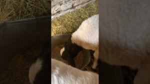 ВАЖНО. Чем кормить ягнят козлят. Развиваем рубец. 
Быстрый набор веса