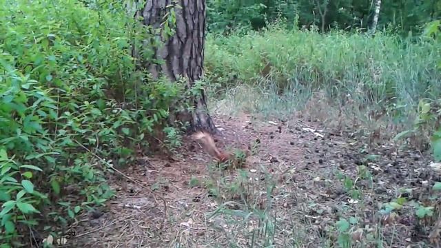 Киев 198, Прикол, Ручная Белка смотреть онлайн