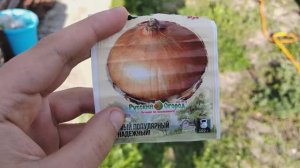 Рассада лука в открытый грунт. Посадка лука Штутгарден Ризен. Как сажать лук. Лук на рассаду.