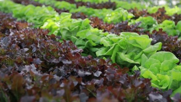 Cъедобные растения - Think And Learn Video - Super Minds 3 - Unit 2 - Edible plants.