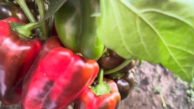 Обзор сладкого перца Midnight Dreams Полуночные сны и ХИСАР?