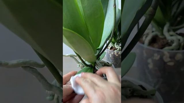 Искушение ОРХОМАНА! Эти орхидеи пленили мое сердце. Се