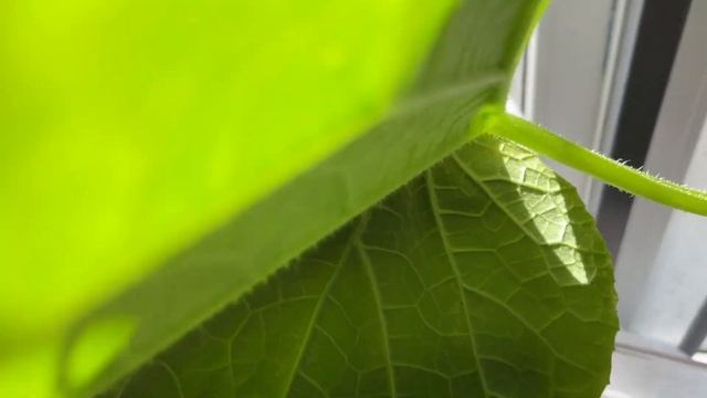 Завязи арбузиков(Мелотрия) на балконе,что за зверь на ? смотреть онлайн