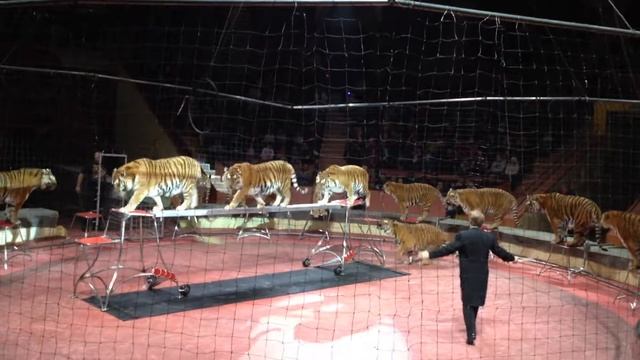 Николай Павленко и Суматранские Тигры 2