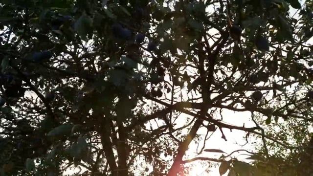 Посадила щавель смотреть онлайн