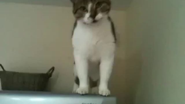 Кот. Миссия невыполнима. смотреть онлайн