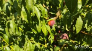 Персик Экстрим 436/Peach Extreme 436