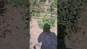 запустила розы из за болезни.