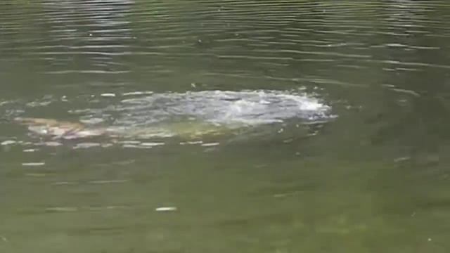 Худ. плавание