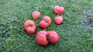 Томат Микадо Сибирико. Повторять не буду!