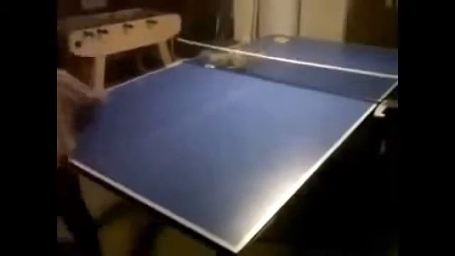 Приколы с котами.Кот играет в настольный теннис. смотреть онлайн