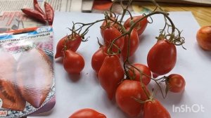 Томат Пьенелло дель Везувий красный, Семиречье Алифир