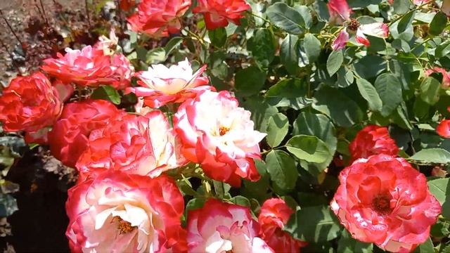 Юбилей Принц де Монако второе цветение 30 июня 2024 г.