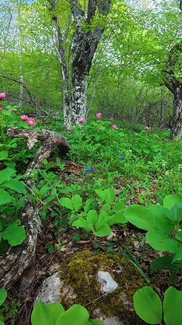 Горные пионы смотреть онлайн
