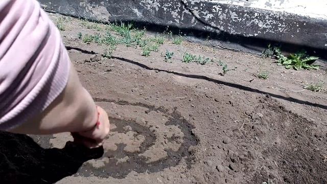 Хейтеры снова пишут / дела огородные /  сею Амарант