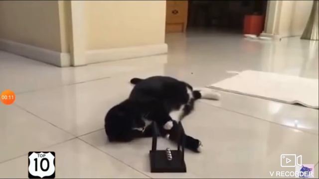 Смешные Картинки С Котами!