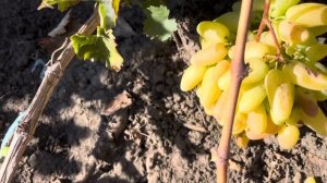 Виноград Мальчик с пальчик Калугина В.М.