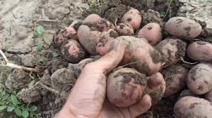 Картопля Ред Соня гарний урожай