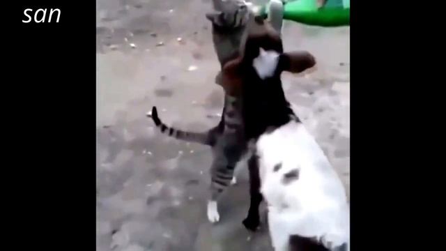 Приколы\Коты-котики-собачки!!! смотреть онлайн