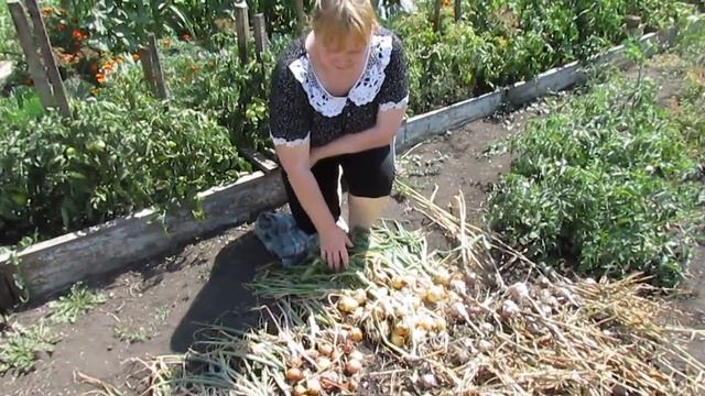 Уборка лука и чеснока. смотреть онлайн