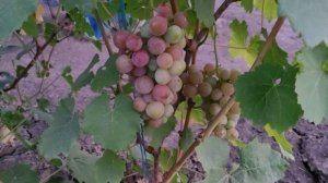 ГФ ВИНОГРАДА ВКУСНЯШКА (Голуб А.А.),ДИКИЙ АНГЕЛ(Приднес