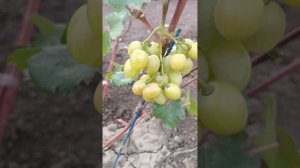 Виноград КУПИДОН, автор Щенников О. Н.