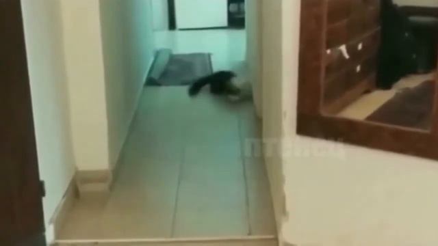 лучшие приколы))) смотреть онлайн