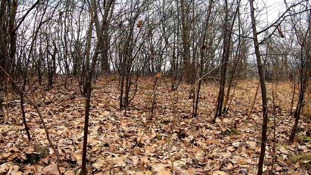 Грибники в шоці, Цих грибів не повинно бути! Ось так березень 2024 року! смотреть онлайн