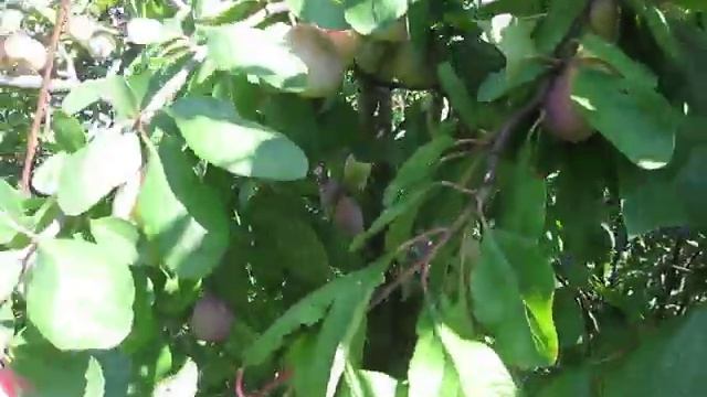 ТРИ СОРТА СЛИВИ І ДВА АБРИКОС НА ОДНОМУ ДЕРЕВІ смотреть онлайн