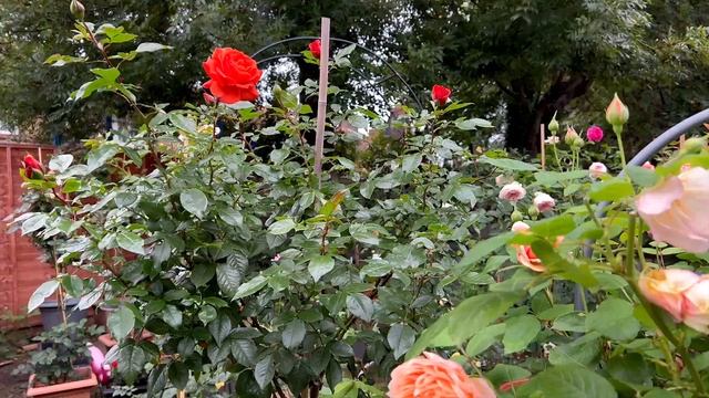 Обзор розы Теодор Фонтан ( Theodor Fontane Rose ). Красивая роза ?