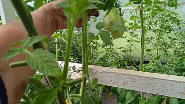 Помидоры АЛТАЙСКИЙ МЁД!!! Собираю ТОМАТЫ в Теплице!!! Н смотреть онлайн