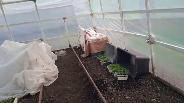 25.4.2025г. Посадила Рассаду ОГУРЦОВ сорта КУРАЖ и АПРЕЛЬ? смотреть онлайн