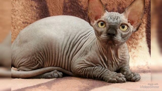 Канадские сфинксы,канадский сфинкс купить Харьков,сфинксы Харьков,canadian sphynx sale, sphynx buy смотреть онлайн
