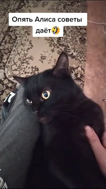УГАР АЛИСА ШУТИТ СМЕХ ДО СЛЕЗ ПРОСТО #алиса #приколы #смех #засмеялсяпроиграл #коты смотреть онлайн
