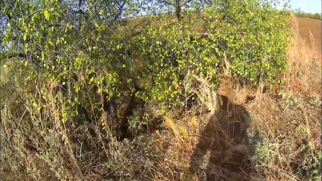 Металлокоп в ПОСАДКЕ или ДЕРЕВНЕ?! Часть 4 #коп #hunting #treasure #металлокоп #md #кладоискатели смотреть онлайн