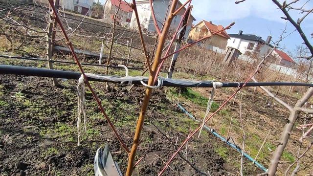 Обрізка персика на веретено смотреть онлайн