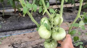 Помидоры на двух корнях, удивительно и очень красиво. ?