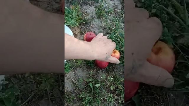 Персик Топ Світ т-5...... смотреть онлайн