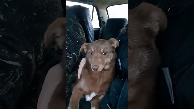 Абрикоса уехала к маме. Спасибо всем за помощь💗