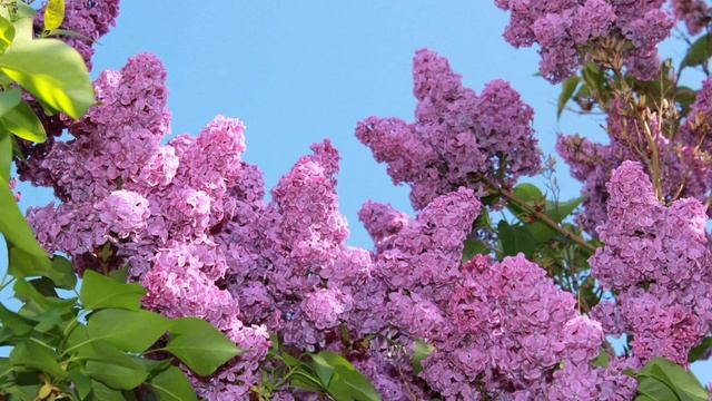 Намаялся, песня на стихи Ариши Сергеевой смотреть онлайн