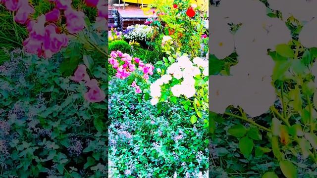 Розовый сад. Осень. смотреть онлайн