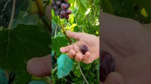 Шакира виноград селекции Калугина Виктора очень ранн?