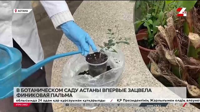 Финиковая пальма впервые зацвела в ботаническом саду смотреть онлайн