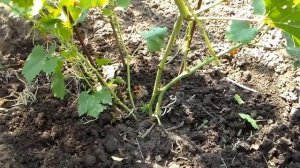 Размножение винограда  отводками ч.2
