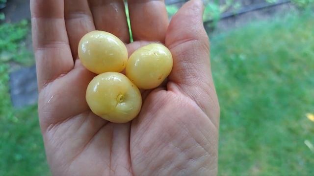 Черешня Дрогана желтая. Обзор