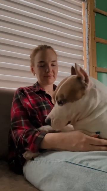 Стаффорд лучший друг человека #shorts #amstaff смотреть онлайн