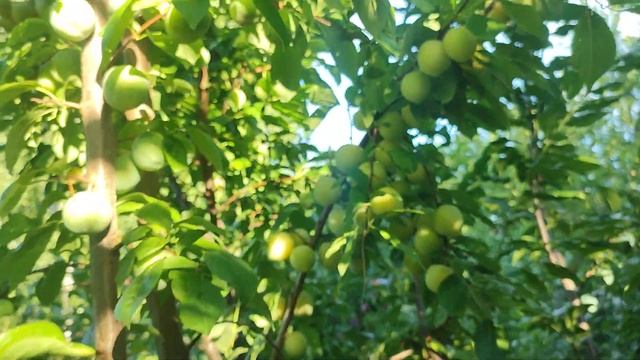 Plumcot Spring Satin. Плумкот сорт Спринг Сатін, гібрід абрикос? смотреть онлайн