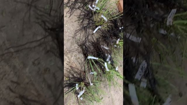 Первые Осенние розы едут к вам..