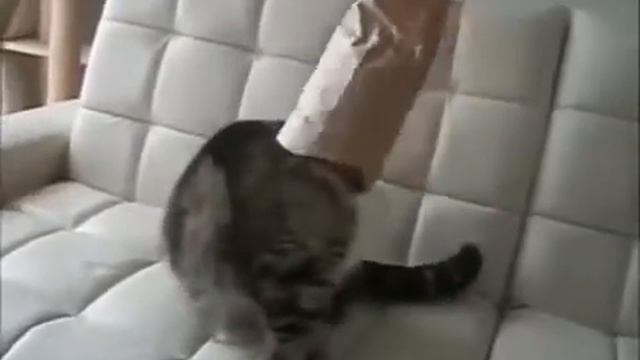 Прикольные кошки Топ хиты про котиков Забавно смотреть!! 007 смотреть онлайн